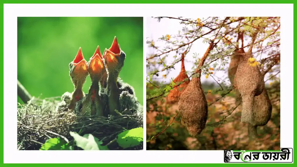 বাবুই পাখি